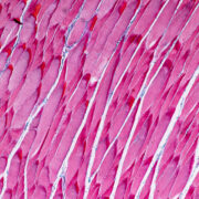 Microscope slide